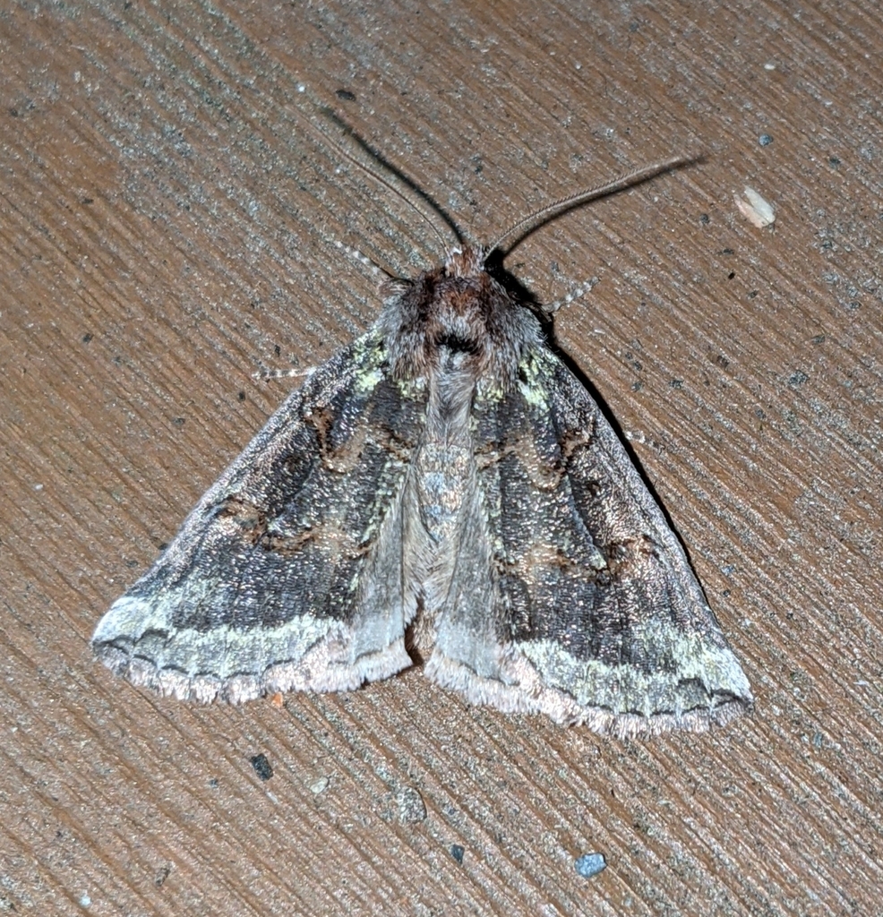 Ceranemota improvisa