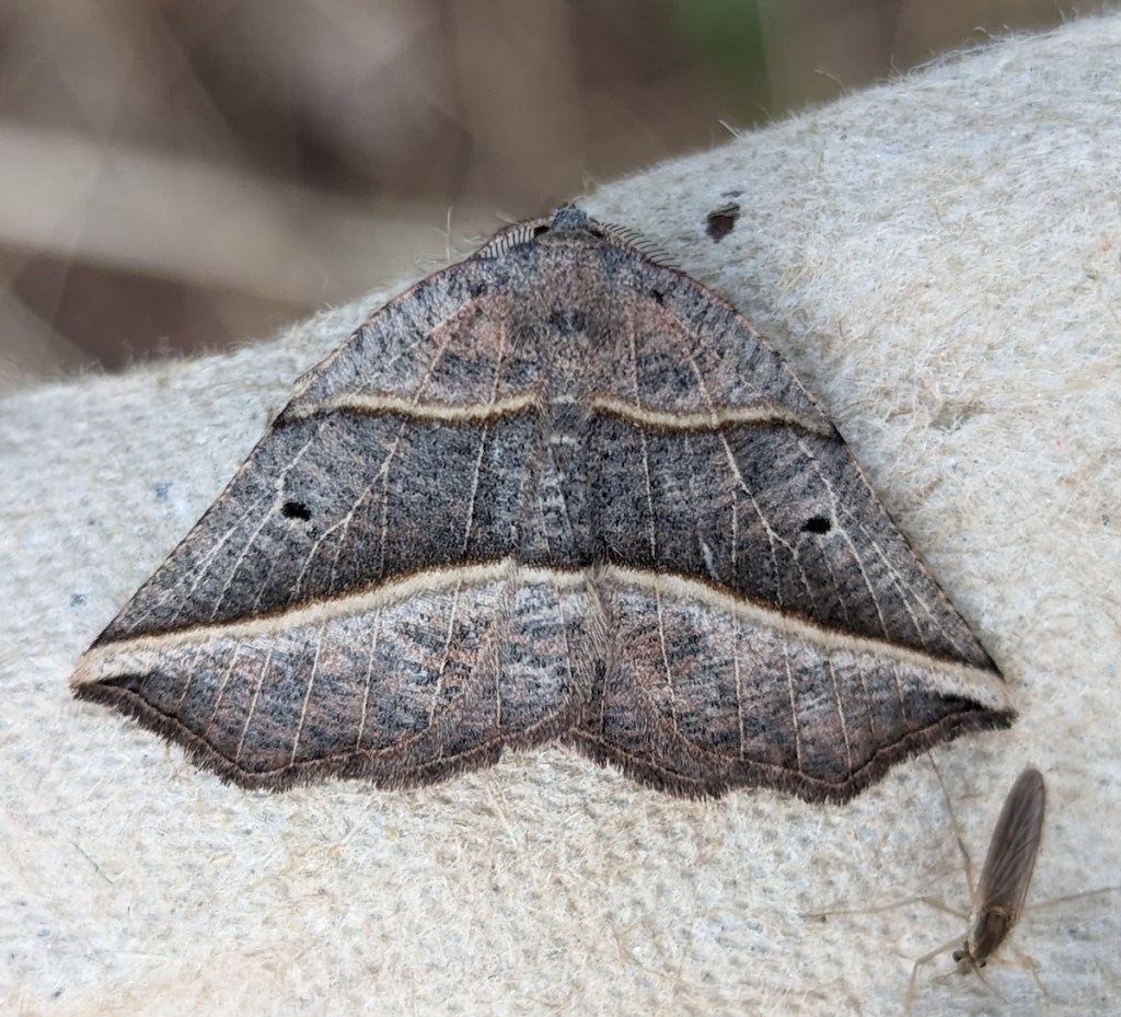 Metanema determinata