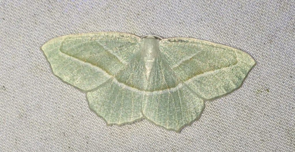 Desecrating the dead