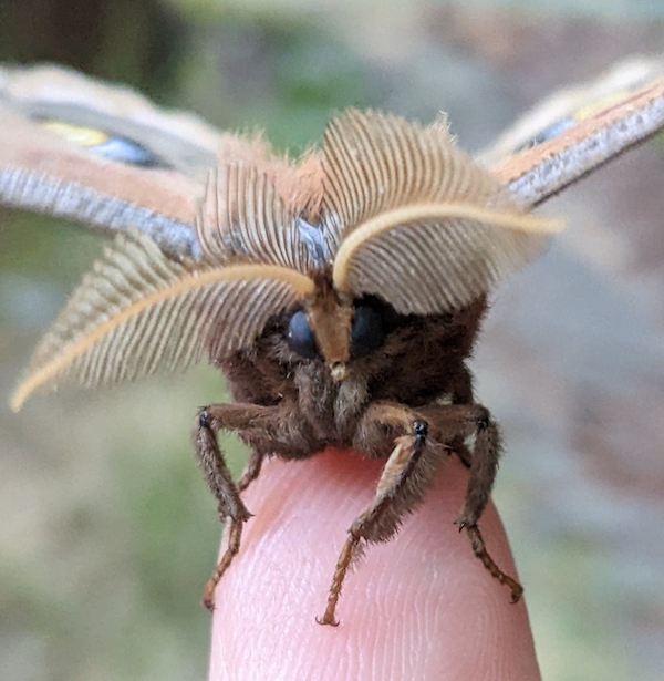 Antheraea polyphemus