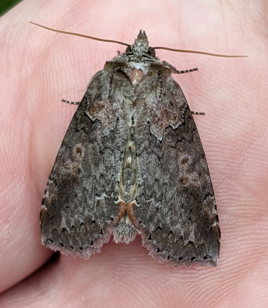 Pseudothyatira cymatophoroides