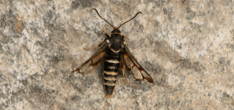 Sesiidae (Clearwing moths)