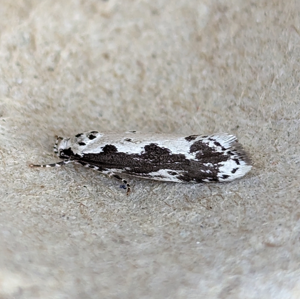Ethmia marmorea