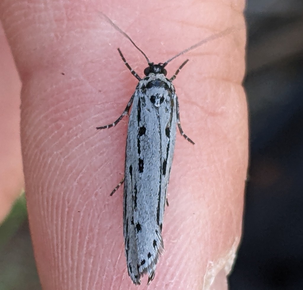 Ethmia monticola