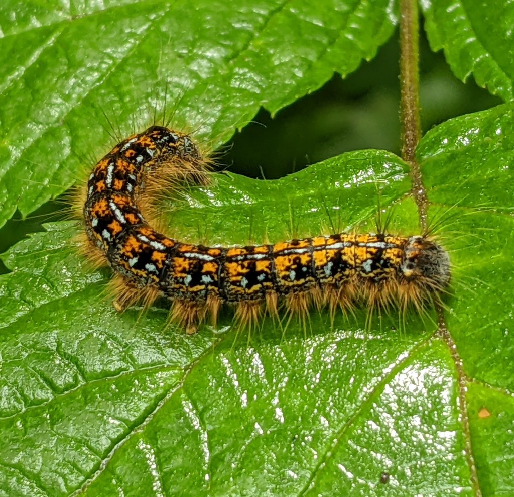 Malacasoma californica caterpillar