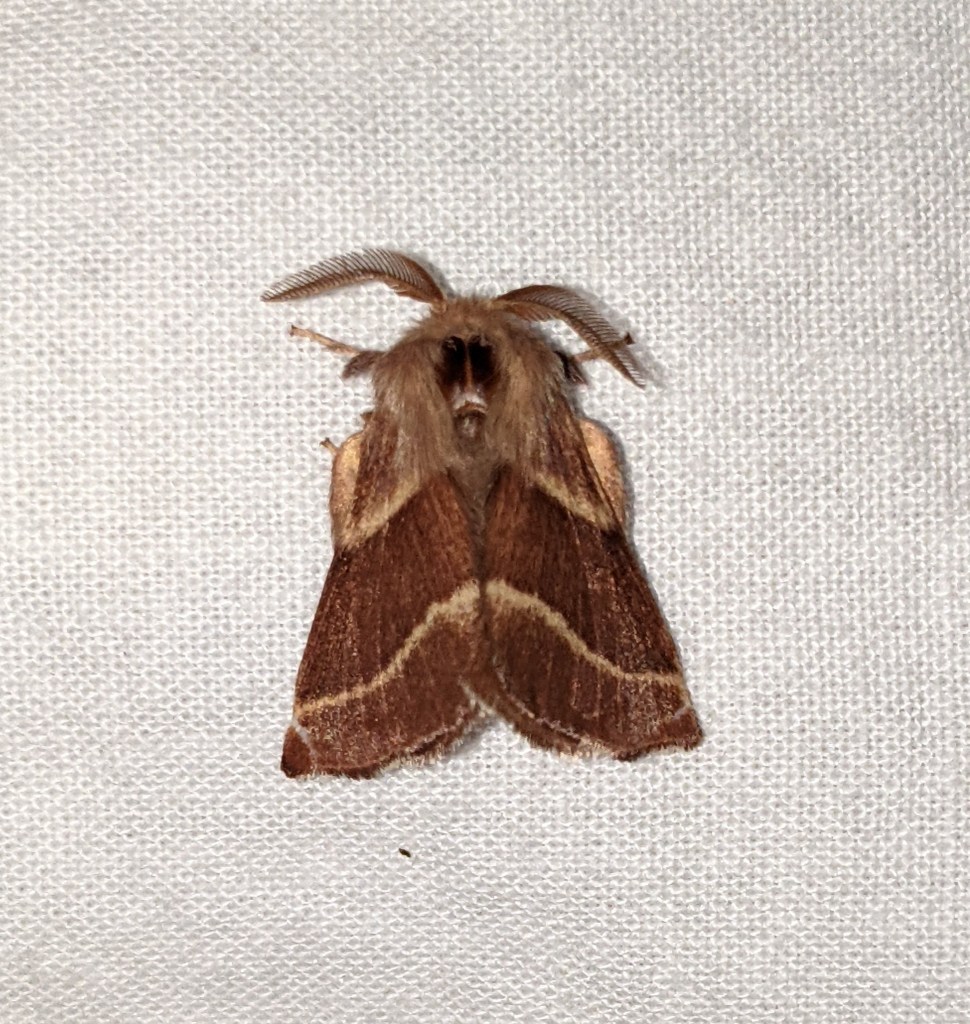 Malacasoma californica