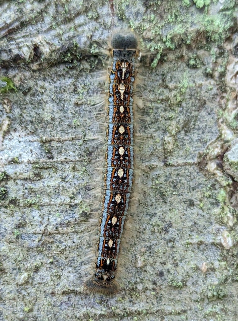 Malacasoma disstria caterpillar