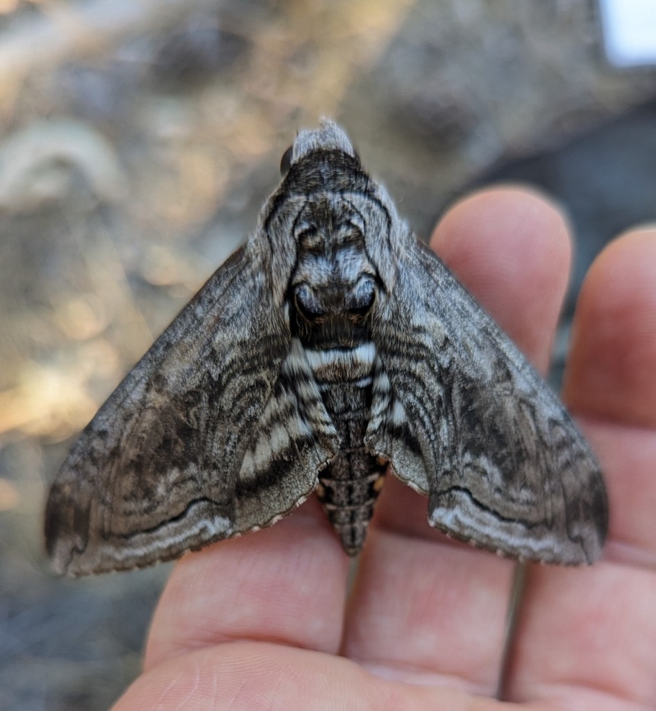 Manduca quinquemaculata