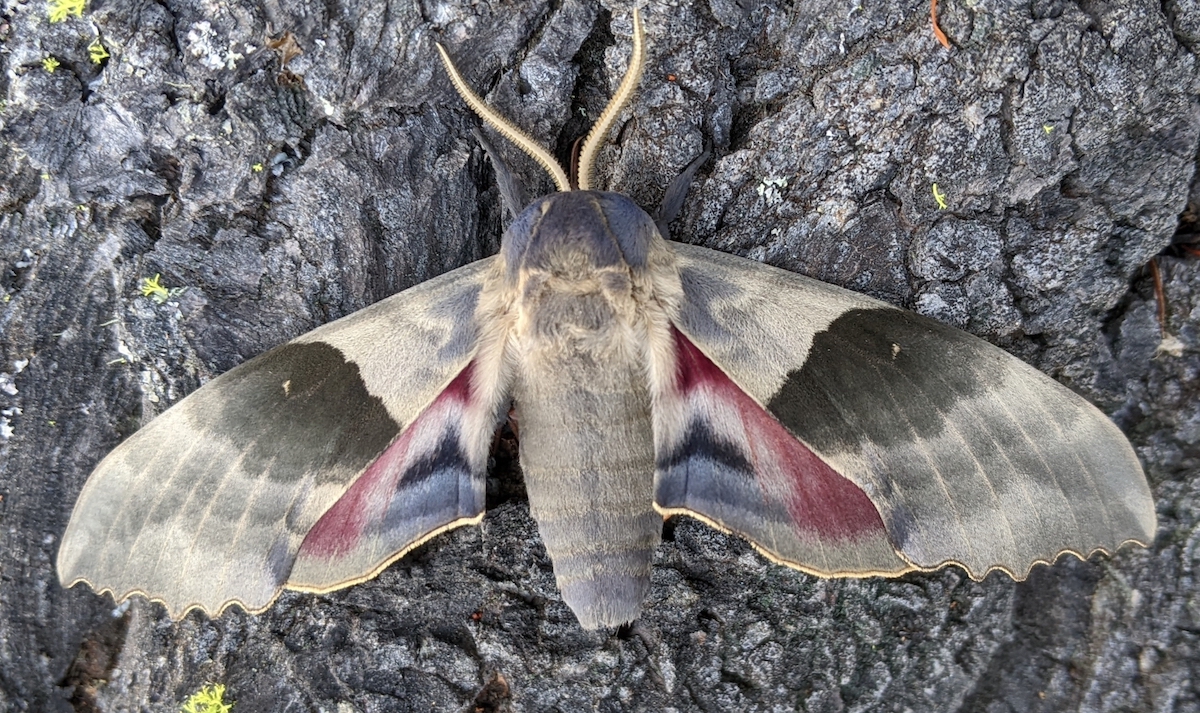 LOWER DIFINITION 「moths」 Smerinthinae – BC Moths