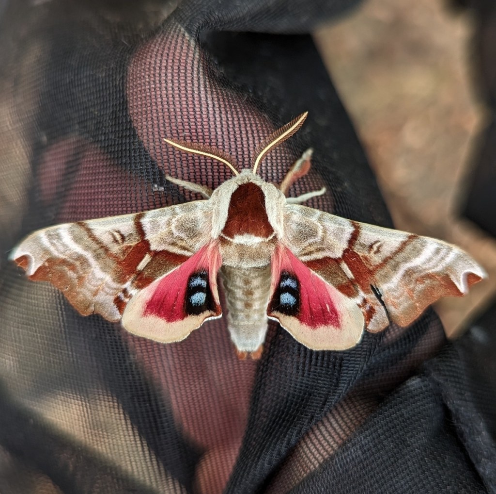 Smerinthus jamaicensis