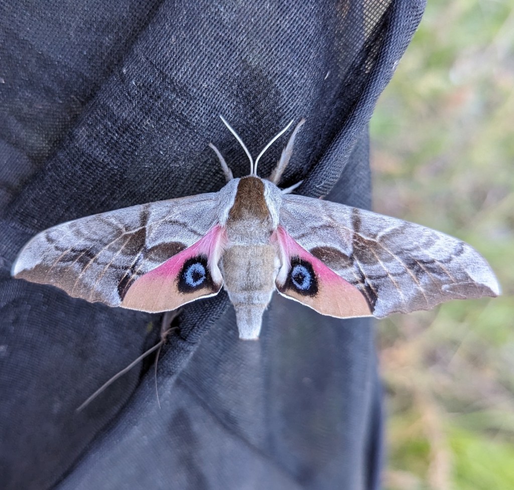 Smerinthus ophthalmica