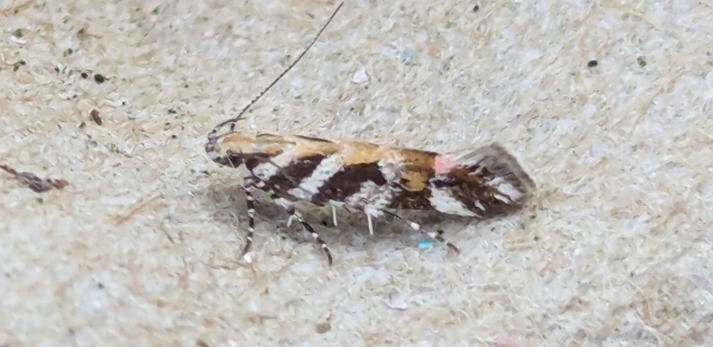 Trip report: Merritt, August&nbsp;2024