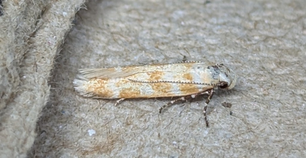 Trip Report: Lillooet, July&nbsp;2024