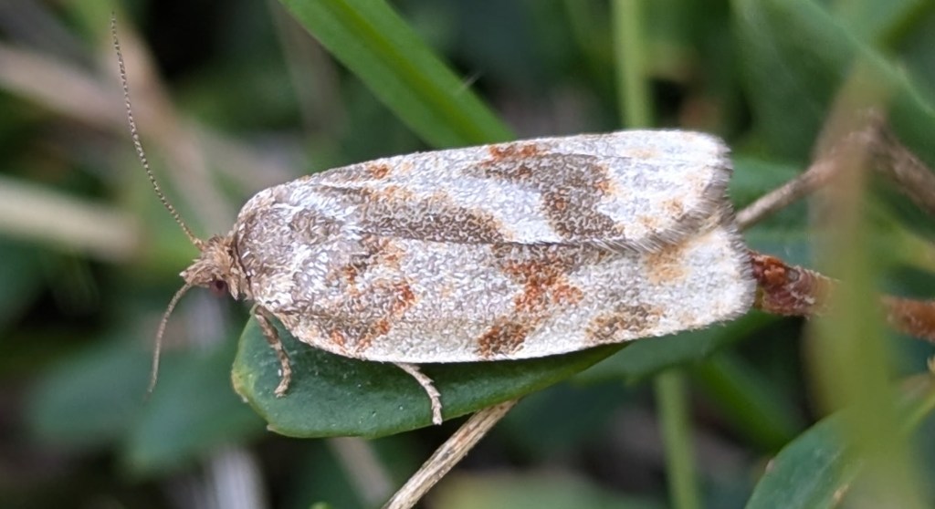 Trip report: Princeton, Keremeos, Aug/Sept&nbsp;2024