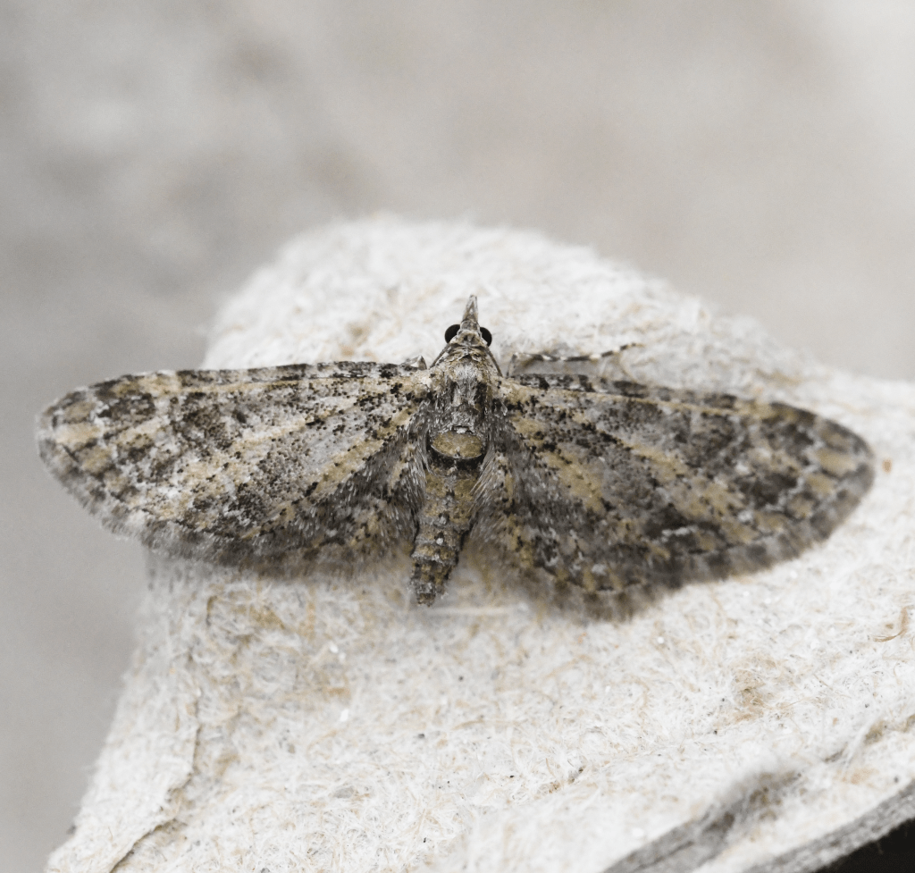 Eupithecia maestoso