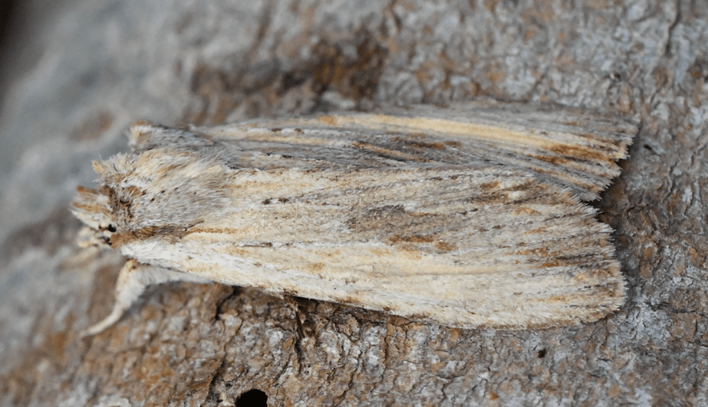 Updates; Back to the Cape