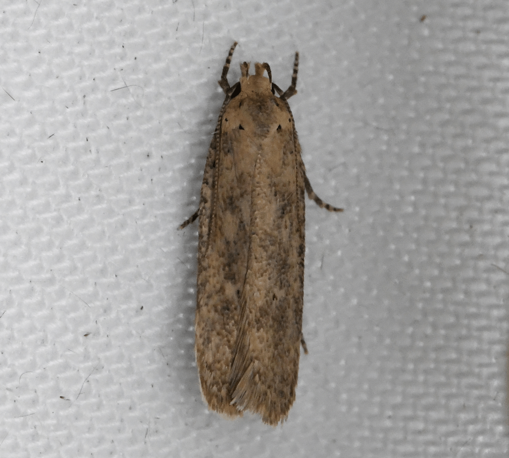 Platyedra subcinerea