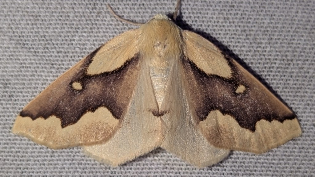 Sabulodes edwardsata